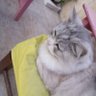 Profilbild von Mucize kurtuluş