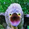 ネンコロリン's profile picture