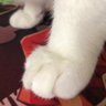 浑元形意喵喵拳创始人马保喵's profile picture