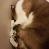 張常樂's profile picture