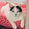ThoughtfulPaws's profile picture