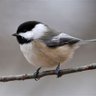 Фото профиля Chickadee