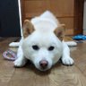 Фото профиля 白柴🐶うみ