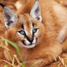 Un Caracal UwU's profile picture