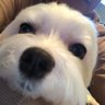 ふわ🐾 profil fotoğrafı