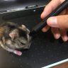 🥞ノリコ 的头像