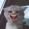 mica's profile picture