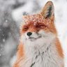 medici's profile picture