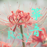 箏音Ray 的头像