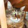 κριτσι κριτσι profil fotoğrafı