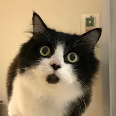 Catzonia 🇲🇾's profile picture