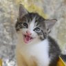 ConcordCatman 的头像