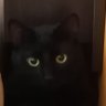 BlackCat profil fotoğrafı