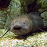 Lungfish's profile picture