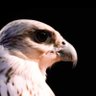 ﮼حايلي،الدار's profile picture