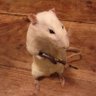 Rat with a gun profil fotoğrafı
