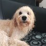 BRUNITOO 的头像