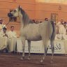رحال درب المؤسس's profile picture