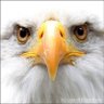 Eagle's eye's profile picture