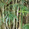 SouthFLguy 的头像