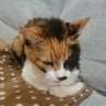 Фото профиля 土曜日の変人(高市早苗の独裁と維新の大阪市破壊を断固拒絶します)