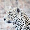 Leopard Lady's profile picture