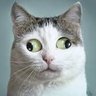 DiscourseAnalysis profil fotoğrafı