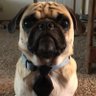 Pete Schirrick's profile picture