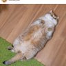 Ammybabycat profil fotoğrafı