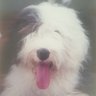 Profilbild von Einstein Dog