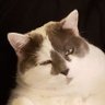 Bootynator's profile picture