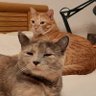 Dosgatos's profile picture