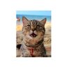 釈昶空(ねこにゃん)'s profile picture