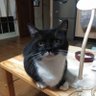 黒猫すず profil fotoğrafı