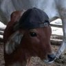 laelrey's profile picture