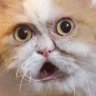 Павел's profile picture