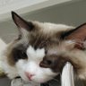 catland's profile picture