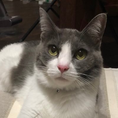 ハチワレ姉さん's profile picture