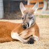 かねちん🇯🇵🇦🇺【愛国有権者連合第119号】 的头像