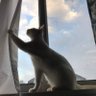 猫の羽音's profile picture