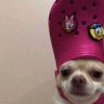 Puppy with a Croc on his head profil fotoğrafı