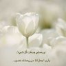 ثلج الربيع's profile picture