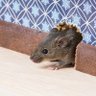 beatris mouse 的头像