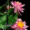 Фото профиля Mona Koder