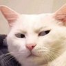 Profilbild von vivat