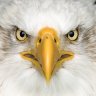 Golden Eyes ✝️🇺🇸⚾️🐘⚓️🎸MAHA profil fotoğrafı