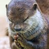Profilbild von La Nutria