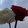 ريماس الورد profil fotoğrafı