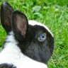 doc.rabbit's profile picture