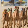 Фото профиля منصور حنيف الشراري